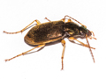 Chlaenius vestitus